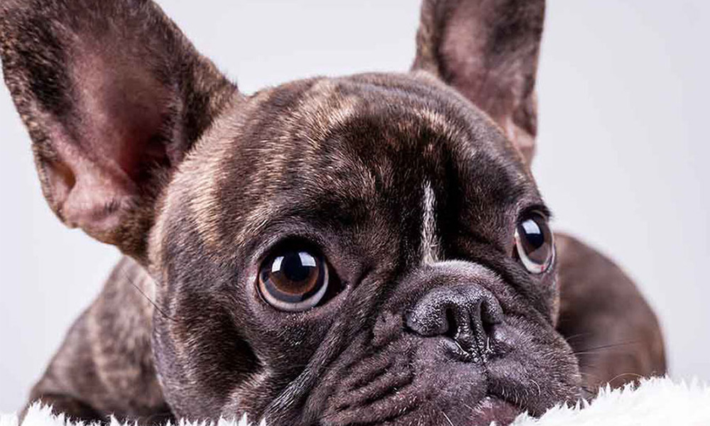 فرنچ بولداگ (بولداگ فرانسوی)