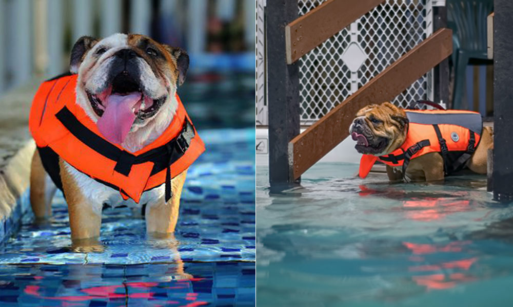 آموزش شنا به سگ