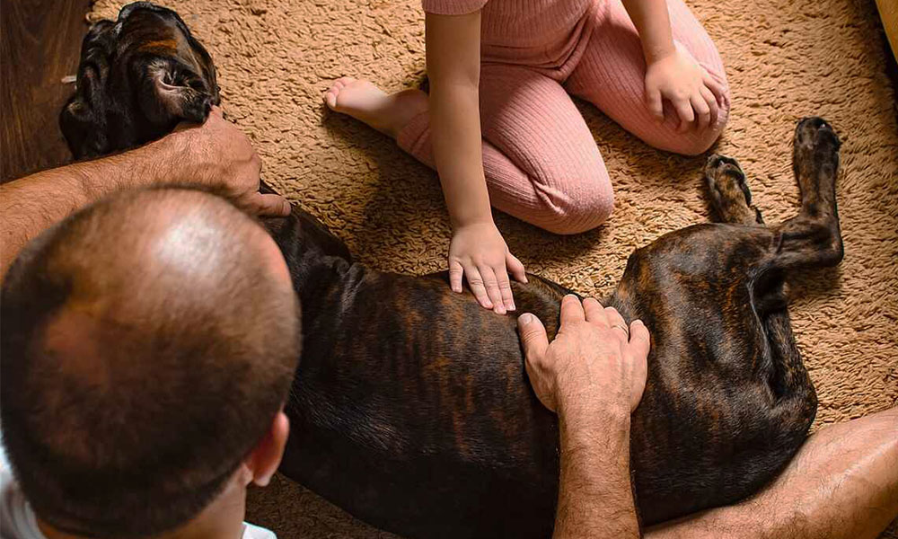 مراقبت از سگ در دوران بارداری