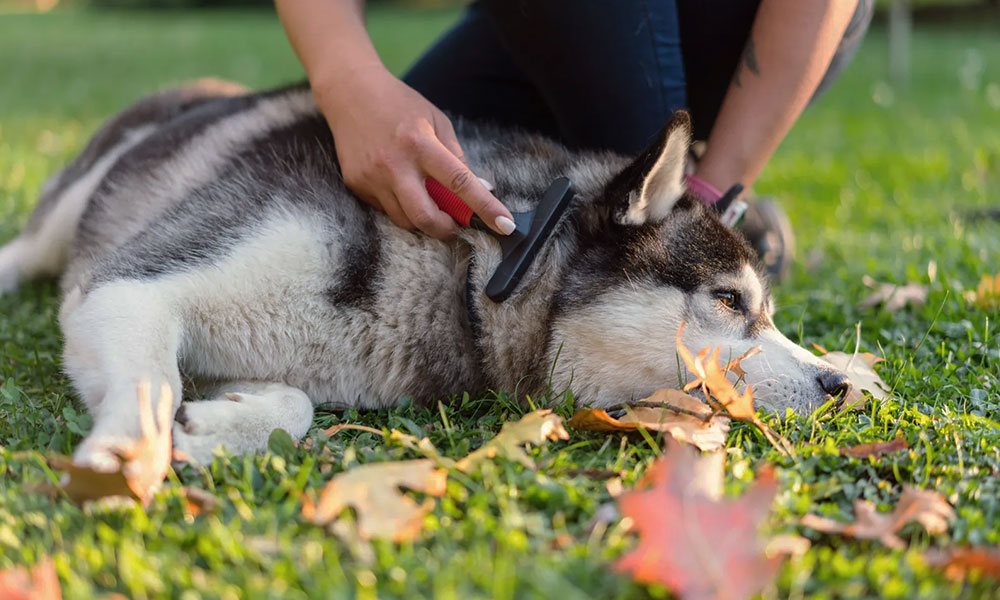 مراقبت روزانه از پوست و موی سگ