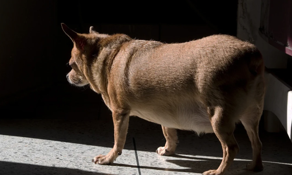 مراقبت از سگ در دوران بارداری