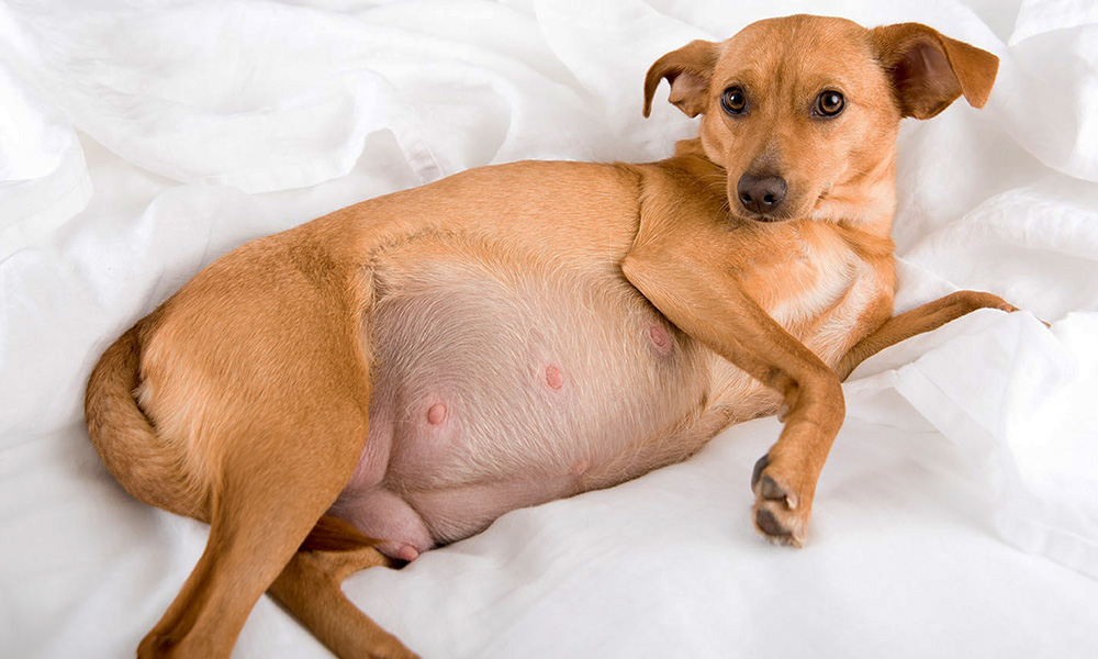 مراقبت از سگ در دوران بارداری