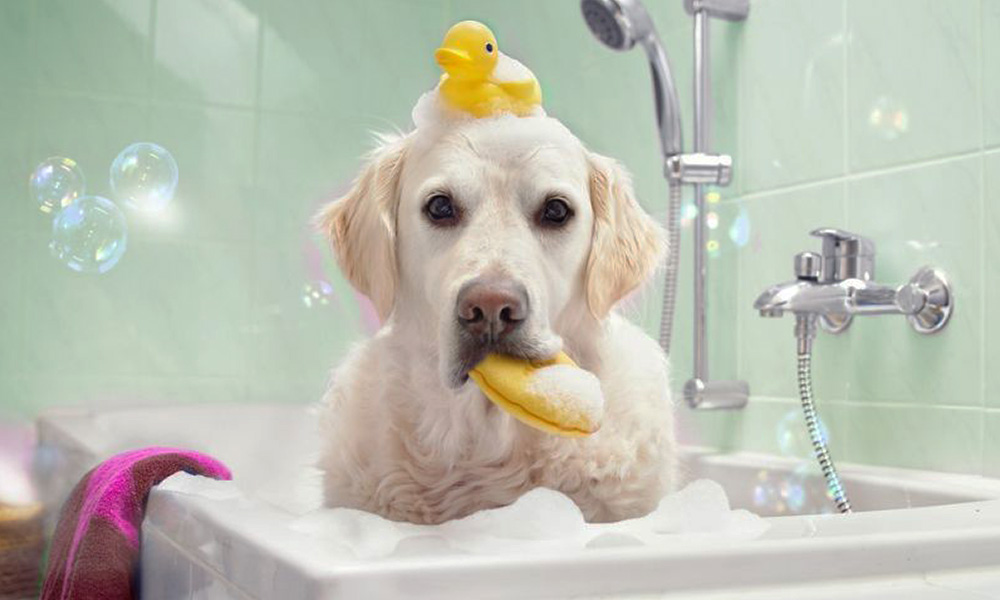 آموزش نحوه شستن سگ بدون استرس