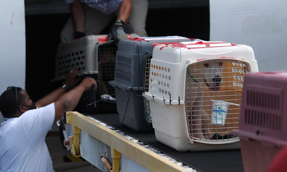 سفر هوایی با سگ