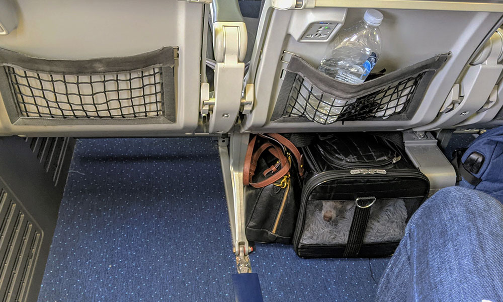 سفر هوایی با سگ