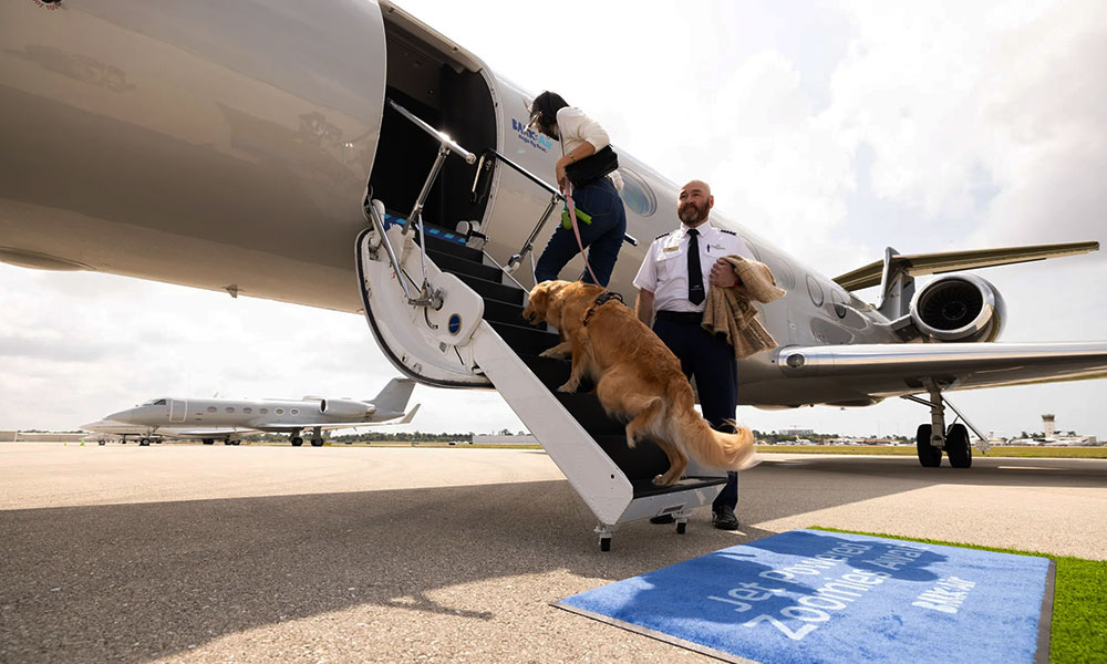 سفر هوایی با سگ
