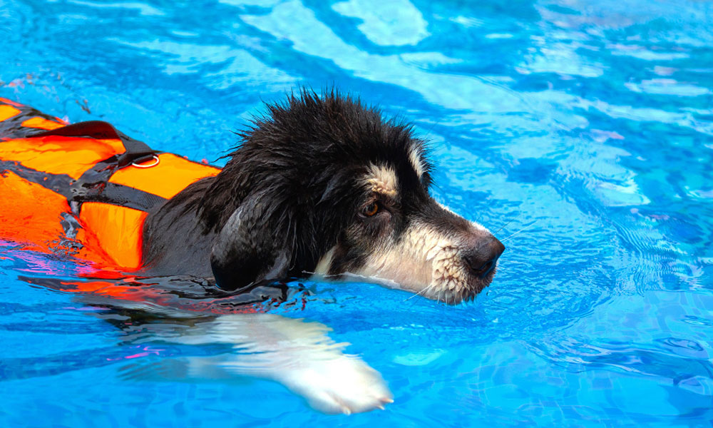 آموزش شنا به سگ