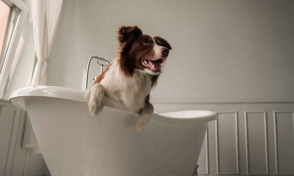 آموزش نحوه شستن سگ بدون استرس