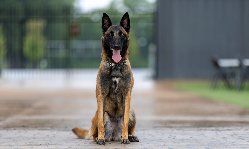 سگ مالینویز