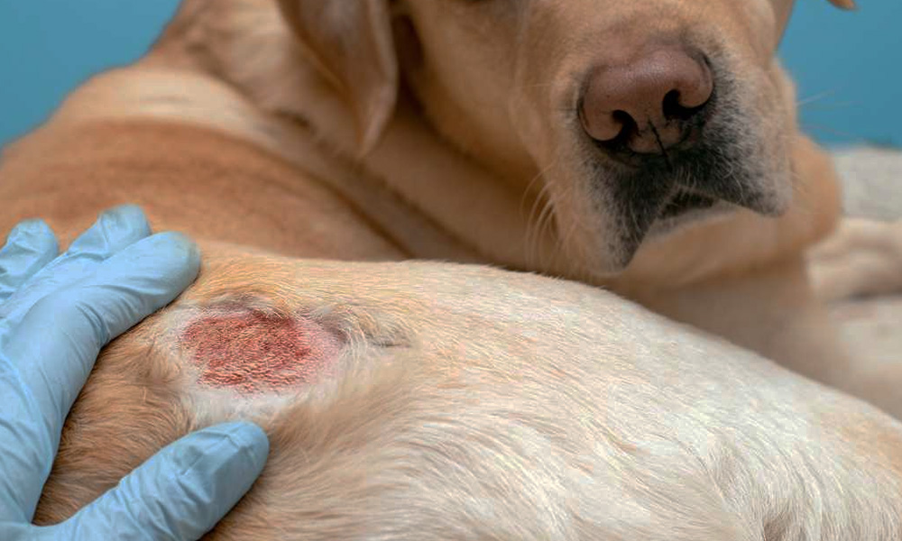 حساسیت‌های غذایی در سگ‌ها