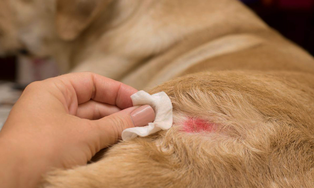 حساسیت‌های غذایی در سگ‌ها