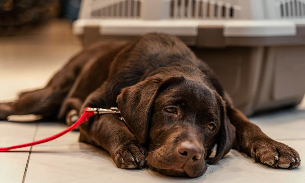 مشکلات گوارشی سگ