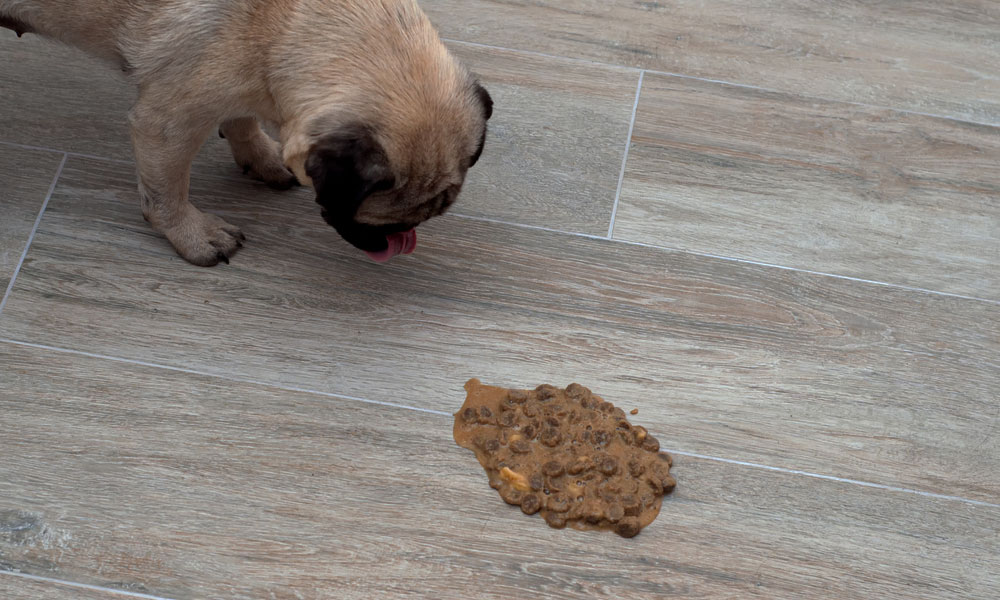 مشکلات گوارشی سگ