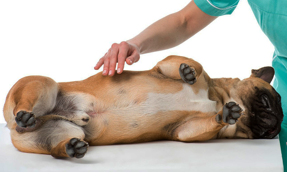 مشکلات گوارشی سگ