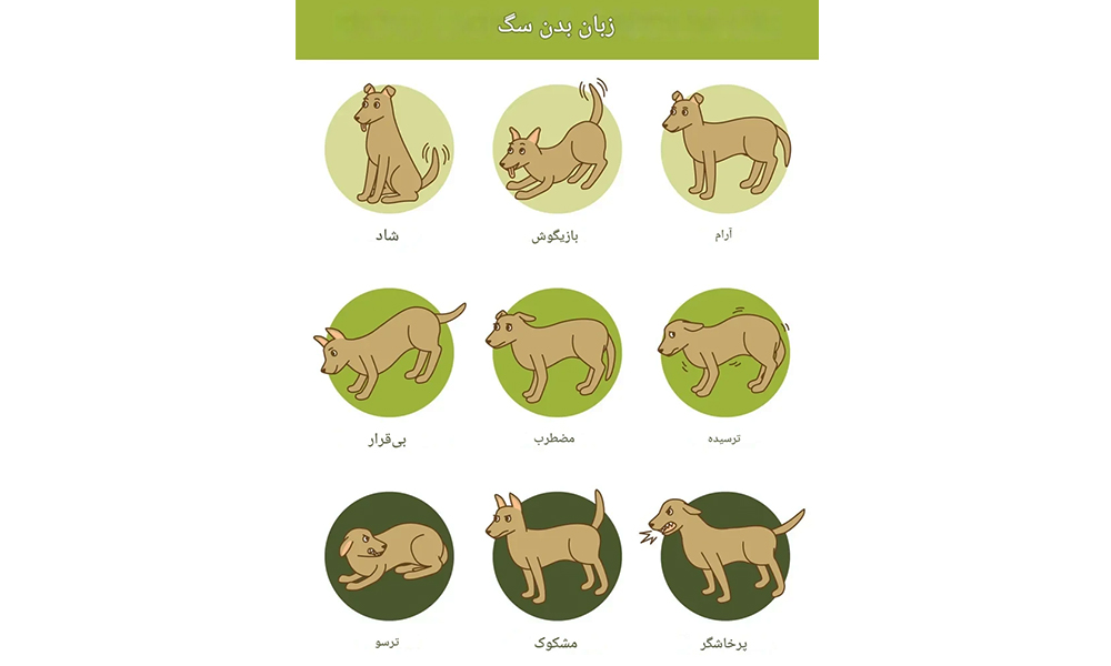 زبان بدن سگ