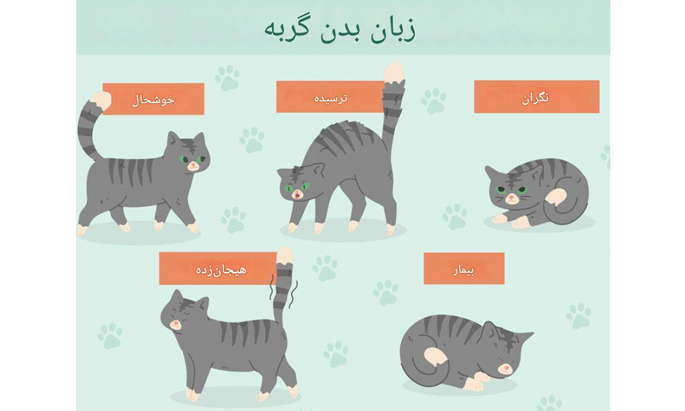 زبان بدن گربه