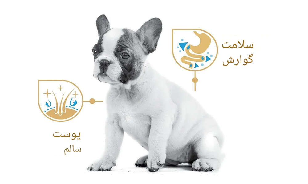 بهترین غذا برای فرنچ بولداگ رویال کنین فرنچ بولداگ غذای مناسب فرنچ بولداگ برنامه غذایی فرنچ بولداگ غذای بولداگ فرانسوی حساسیت غذایی فرنچ بولداگ غذای توله فرنچ بولداگ رویال کنین فرنچ بولداگ پاپی