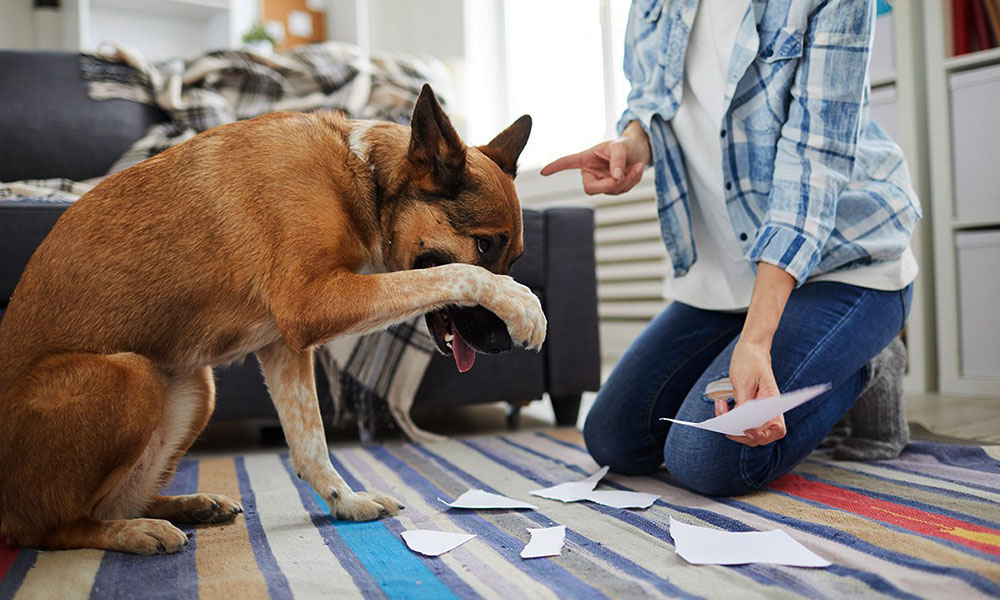 آموزش نحوه ترک عادت‌های بد سگ