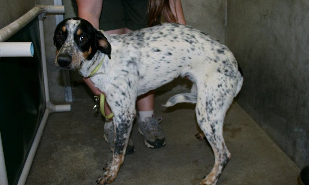 جمع شدن دم سگ بین پاها نشانه ترس در سگ