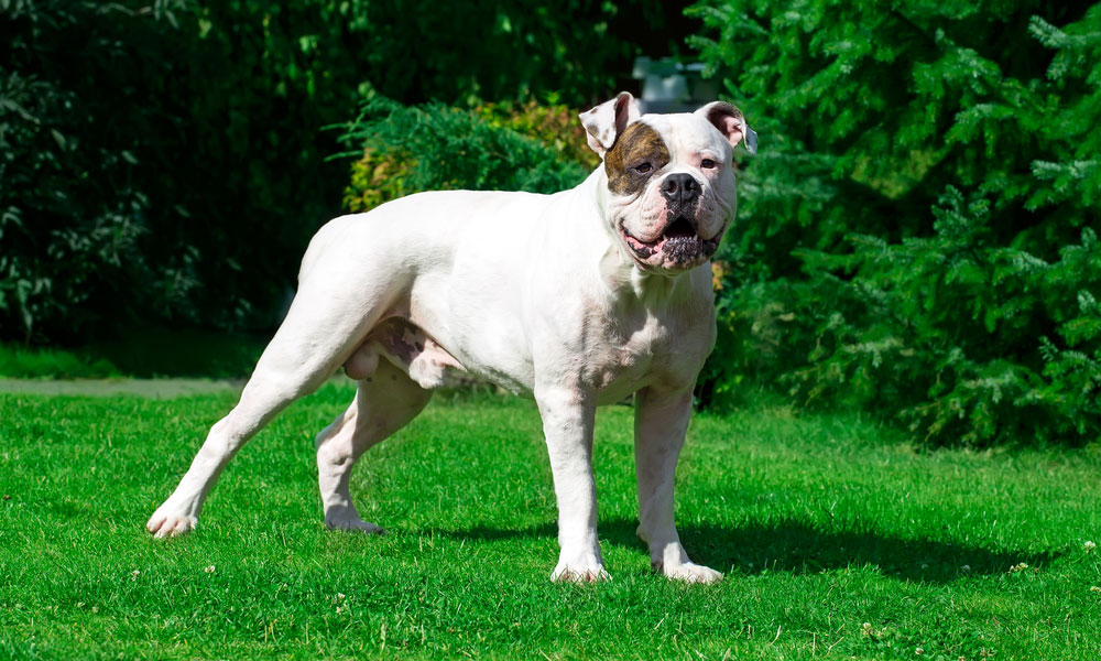 بولداگ آمریکایی