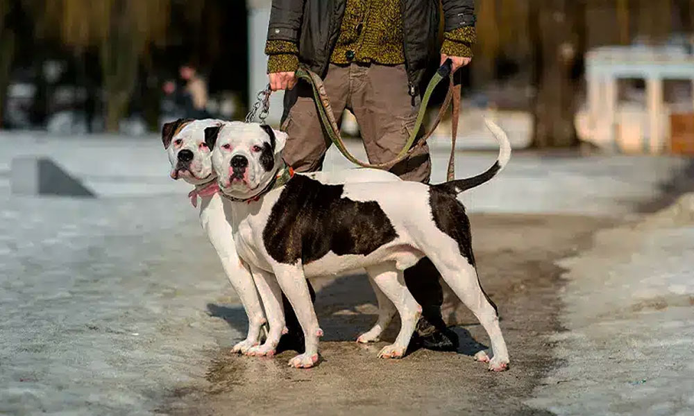 بولداگ آمریکایی