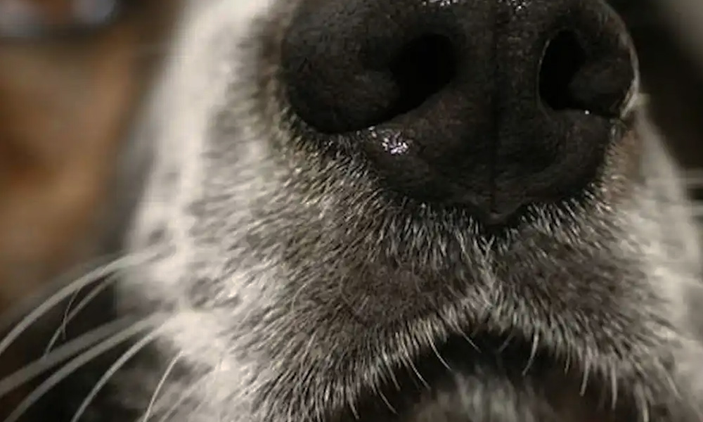 رطوبت طبیعی بینی سگ