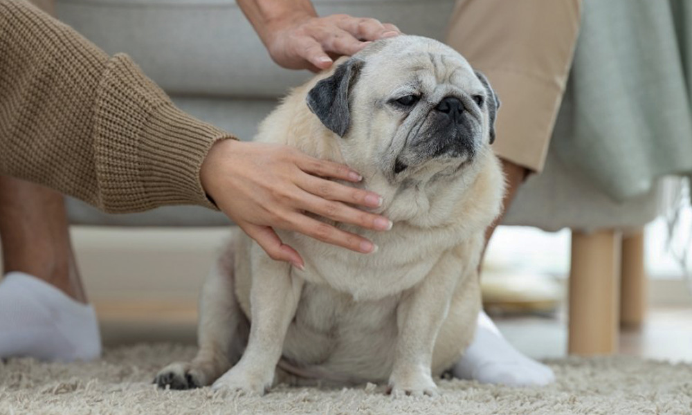 چگونه بفهمم سگم اضافه وزن دارد