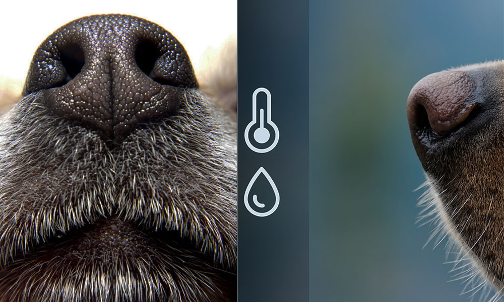 ارتباط بدن سگ و دما محیط و رطوبت هوا