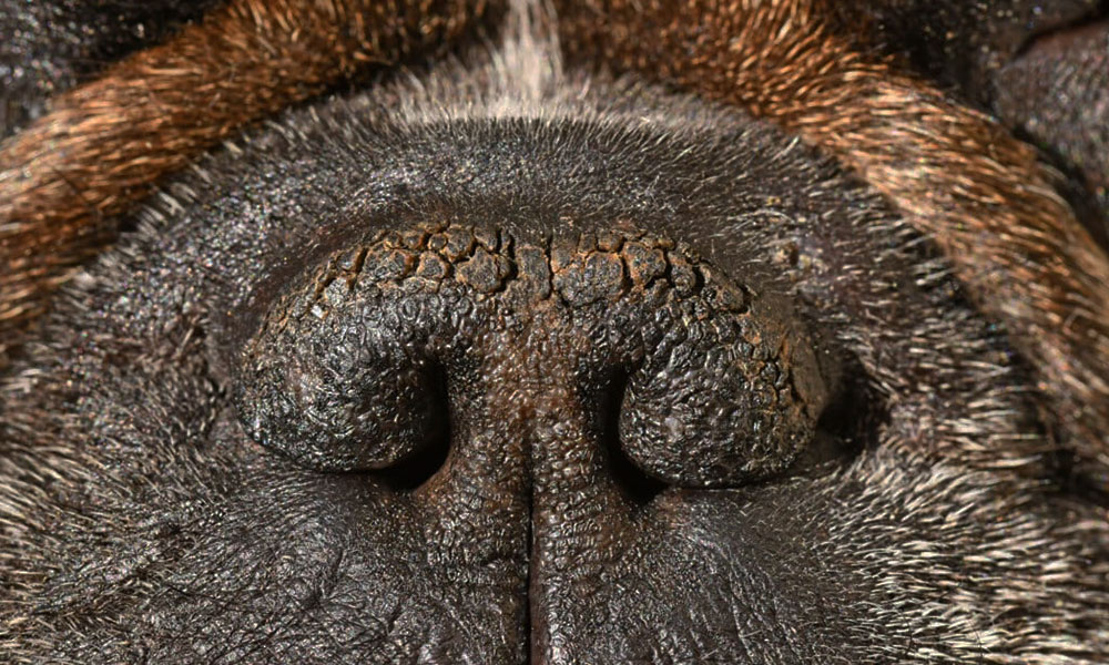 نشانه‌های مریضی سگ