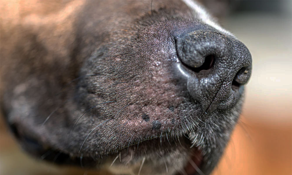 چرا بینی سگ خشک یا گرم می شود
