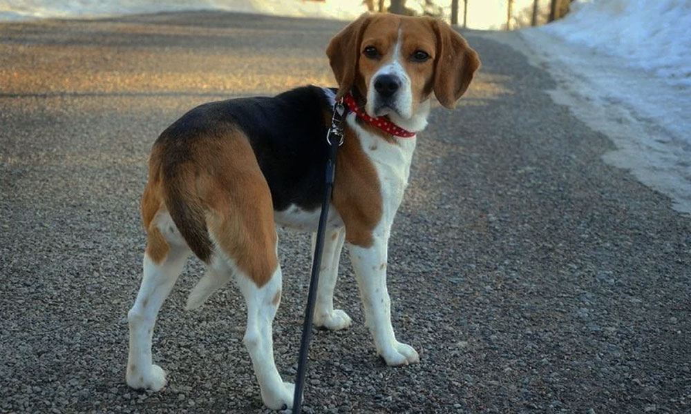 جمع شدن دم سگ بین پاها نشانه اضطراب سگ