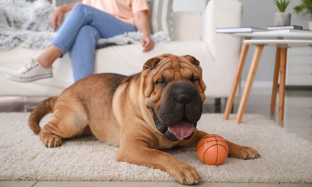 اسباب بازی سگ