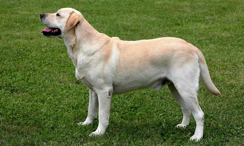 سگ لابرادور