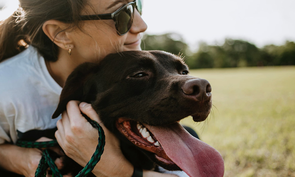 سگ لابرادور