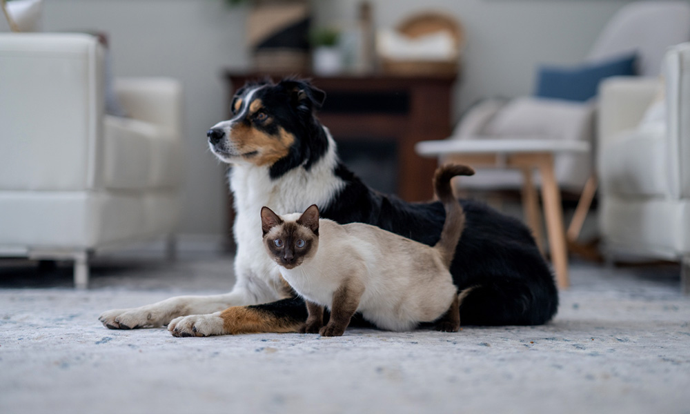 سگ و گربه در یک خانه