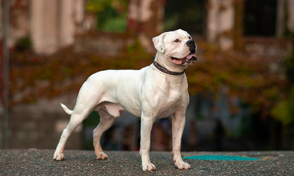 بولداگ آمریکایی