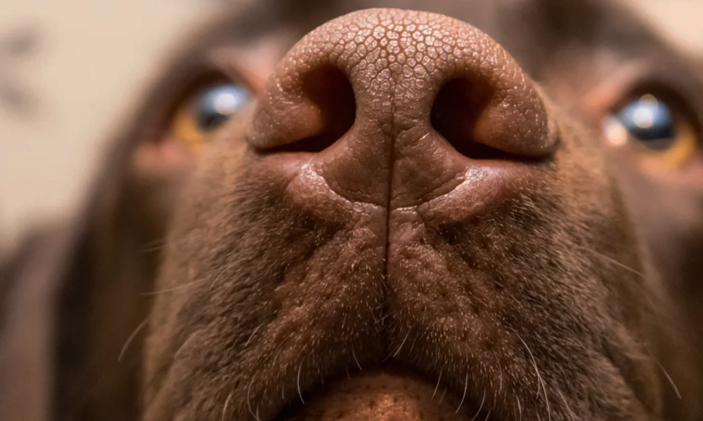 سلامتی سگ و علائم خطر