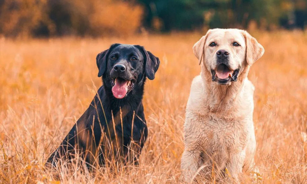 سگ لابرادور