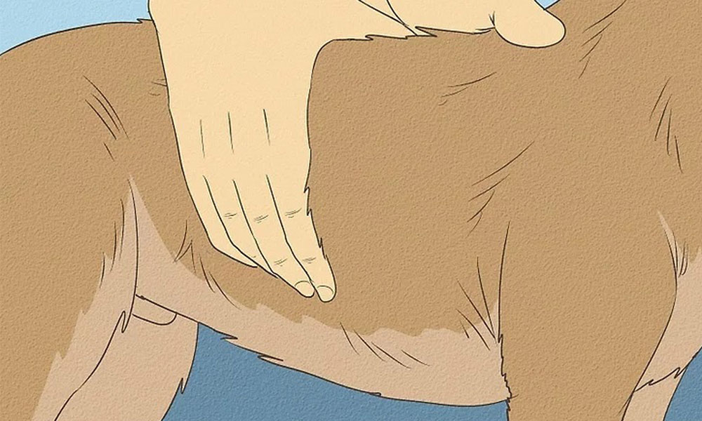 چگونه بفهمم سگم اضافه وزن دارد