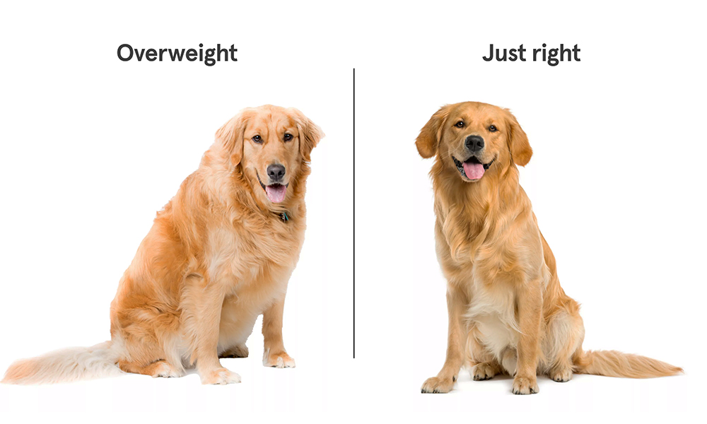 چگونه بفهمم سگم اضافه وزن دارد