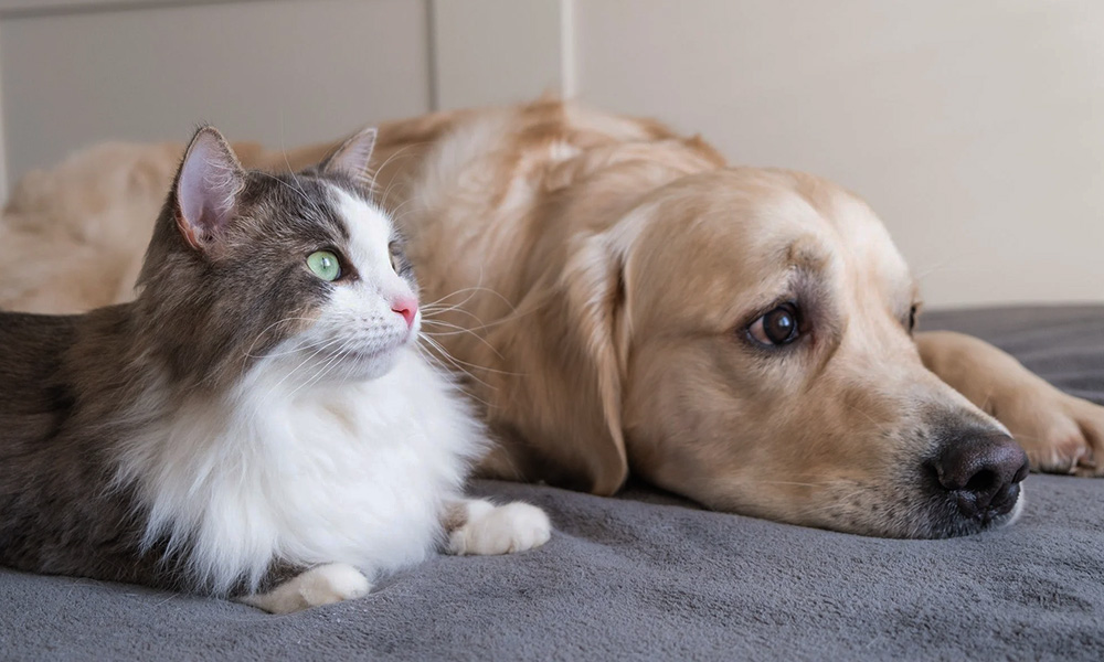 نگهداری سگ و گربه با هم