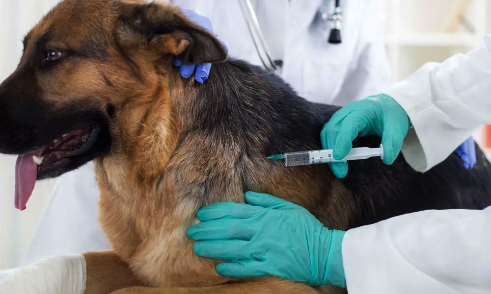 زمان‌بندی واکسن‌های سگ و توله‌سگ