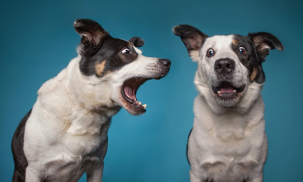 آموزش نحوه ترک عادتهای بد سگ