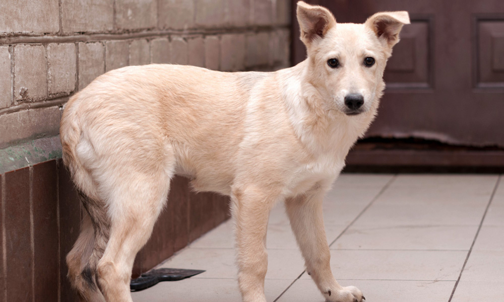 چرا سگ دمش را بین پاهایش می‌گیرد