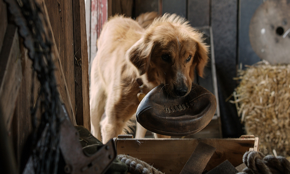 فیلم درباره سگ، فیلم، فیلم سگ، انیمیشن سگ، سریال سگ های شکاری
