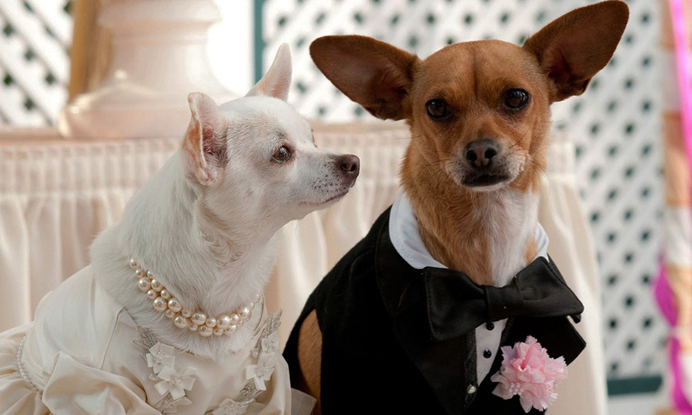 فیلم درباره سگ، فیلم، فیلم سگ، انیمیشن سگ، سریال سگ های شکاری