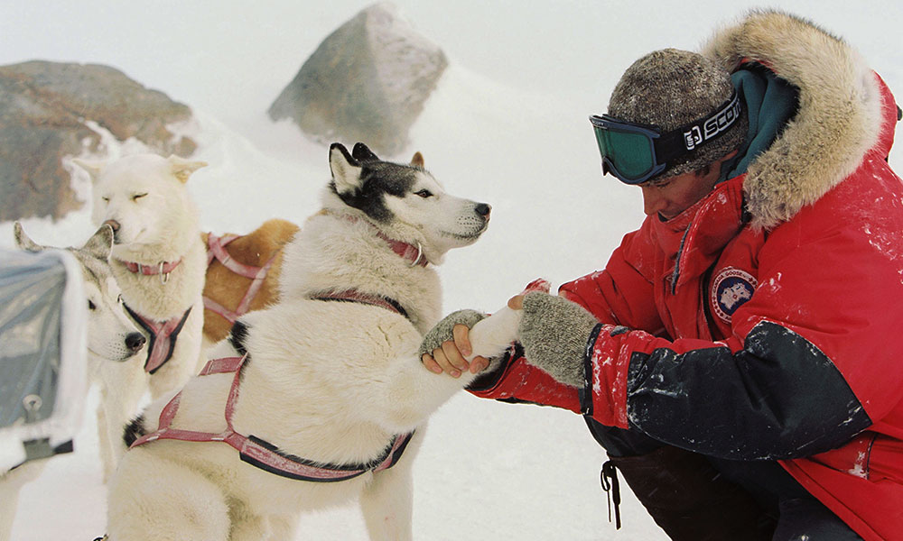 فیلم درباره سگ، فیلم، فیلم سگ، انیمیشن سگ، سریال سگ های شکاری