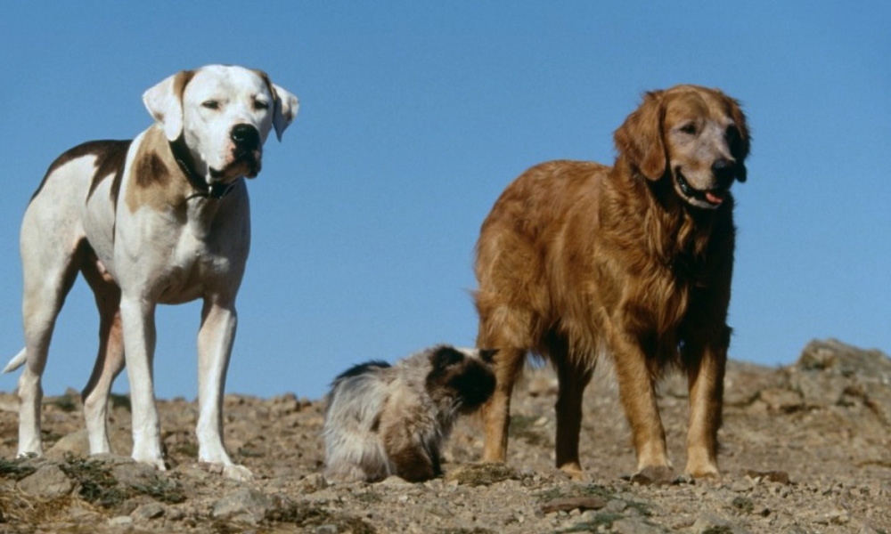 فیلم درباره سگ، فیلم، فیلم سگ، انیمیشن سگ، سریال سگ های شکاری