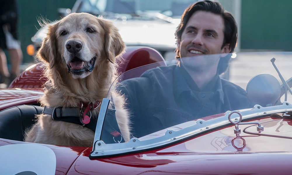 فیلم درباره سگ، فیلم، فیلم سگ، انیمیشن سگ، سریال سگ های شکاری