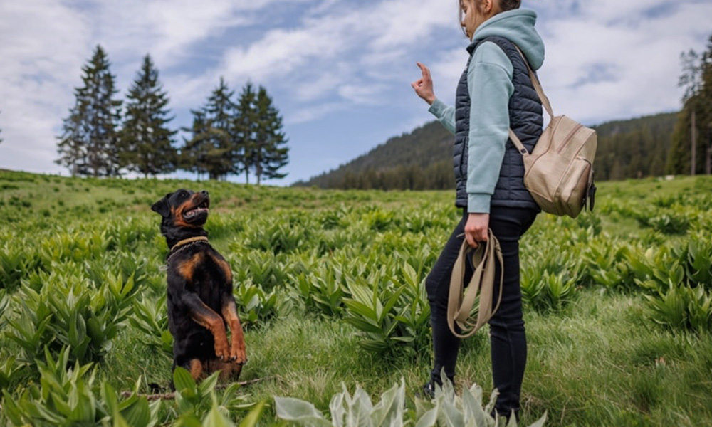 مقایسه ژرمن شپرد روتلوایلر مالینویز ژرمن شپرد سگ ژرمن شپرد روتوایلر سگ روتوایلر مالینویز تفاوت ژرمن شپرد و مالینویز بهترین سگ نگهبان سگ مالینویز